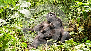 Silverback mountain lowland gorilla at Virunga National Park in DRC and Rwanda photo