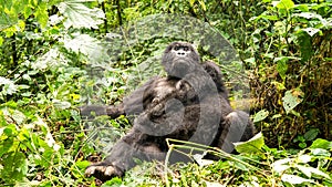 Silverback mountain lowland gorilla at Virunga National Park in DRC and Rwanda photo