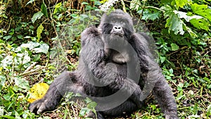 Silverback mountain lowland gorilla at Virunga National Park in DRC and Rwanda photo