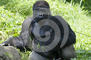 Silverback sitting posing