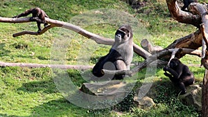 Silverback between young gorillas