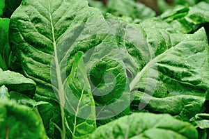 silverbeet crops