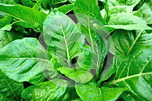 Silverbeet crops