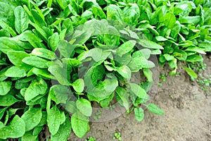 Silverbeet crops