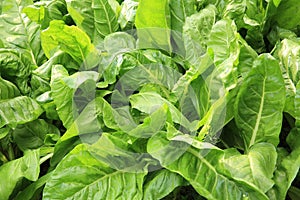 Silverbeet crops