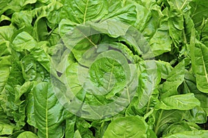 Silverbeet crops