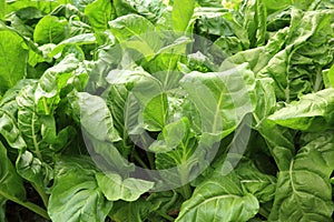 Silverbeet crops