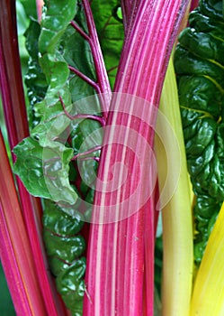 Silverbeet, swiss chard or mangold