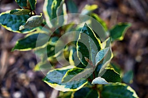 Silverberry (Elaeagnus commutata) Plant Leaves