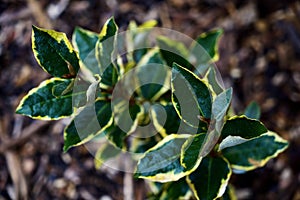 Silverberry (Elaeagnus commutata) Plant Leaves