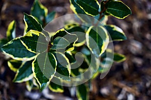 Silverberry (Elaeagnus commutata) Plant Leaves