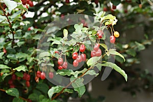 Silverberry Elaeagnus