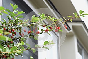 Silverberry Elaeagnus