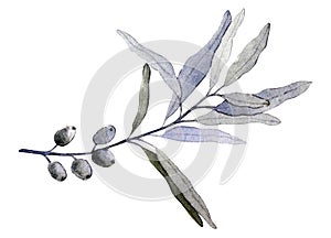 Silverberry or wolf-willow Elaeagnus commutata. Twig with leaves and drupes. Watercolor illustration