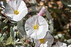 Silverbush flowers in a garden