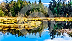 The Silverdale Creek Wetlands, a freshwater Marsh and Bog near Mission, British Columbia, Canada