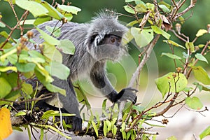 Silvered leaf monkey