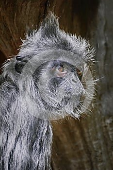 Silvered Leaf Monkey