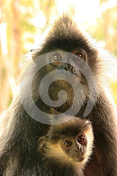 Silvered leaf monkey with a baby, Borneo