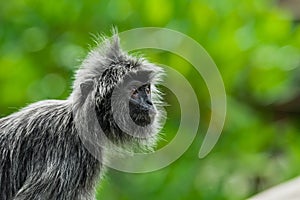 Silvered Leaf Monkey from Borneo