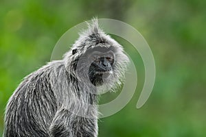 Silvered Leaf Monkey from Borneo