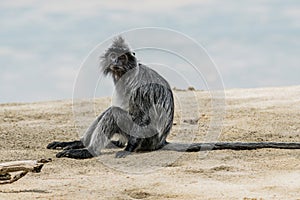 Silvered Leaf Monkey from Borneo