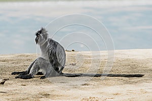 Silvered Leaf Monkey from Borneo