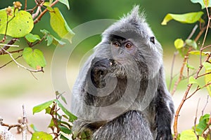 Silvered leaf monkey