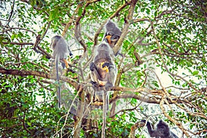 Silvered leaf monkey. Family of silvery langurs.