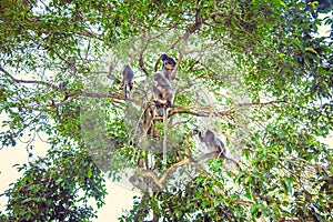 Silvered leaf monkey. Family of silvery langurs.