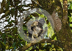 Silvered leaf monkey inBako national park, Borneo