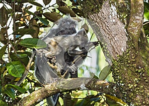 Silvered leaf monkey inBako national park, Borneo