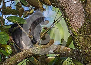 Silvered leaf monkey inBako national park, Borneo