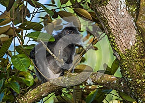 Silvered leaf monkey inBako national park, Borneo