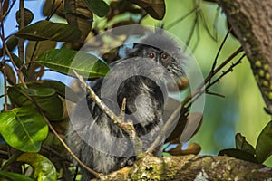 Silvered leaf monkey inBako national park, Borneo