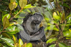 Silvered leaf monkey inBako national park, Borneo