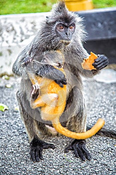 Silvered leaf monkey keeps small monkey and eats fruit.