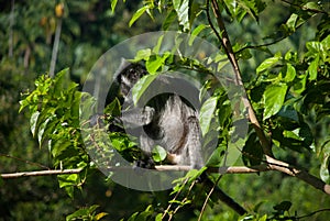 Silvered leaf monkey looking for figs on the tree, Bako National Park, Malaysia, Borneo