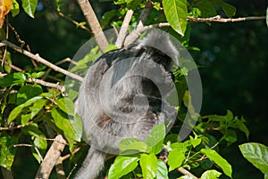 Silvered leaf monkey looking for figs on the tree, Bako National Park, Malaysia, Borneo