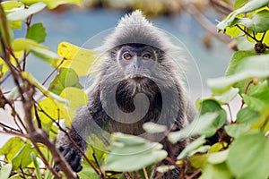 Silvered leaf monkey