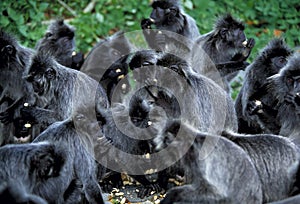 Silvered Leaf Monkey, Presbytis Cristata, Kuala Selangor