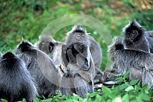 Silvered Leaf Monkey, Presbytis Cristata, Kuala Selangor