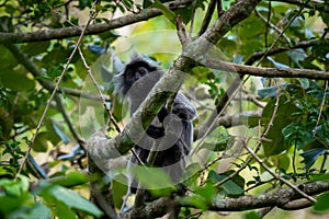 Silvered Leaf Monkey Trachypithecus cristatus