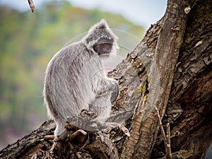 Silvered Leaf Monkey Trachypithecus cristatus