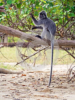 Silvered Leaf Monkey Trachypithecus cristatus