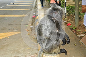 Silvered leaf monkeys Trachypithecus cristatus sitting on guardrail in an outdoor park