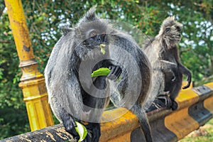 Silvered leaf monkeys Trachypithecus cristatus sitting on guardrail in an outdoor park