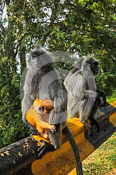 Silvered leaf monkeys Trachypithecus cristatus sitting on guardrail in an outdoor park photo