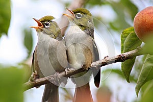 Silvereye