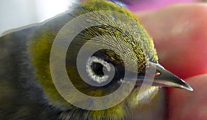 Silvereye Bird